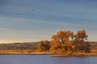 Sandhill cranes in flight formation. Bosque del Apache National Wildlife Refuge, New Mexico Art Print